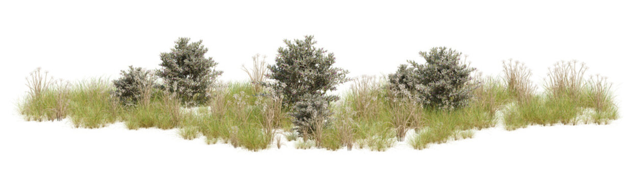 3d illustration of bushes and grasses with detailed texture, isolated on transparent background, natural landscaping element