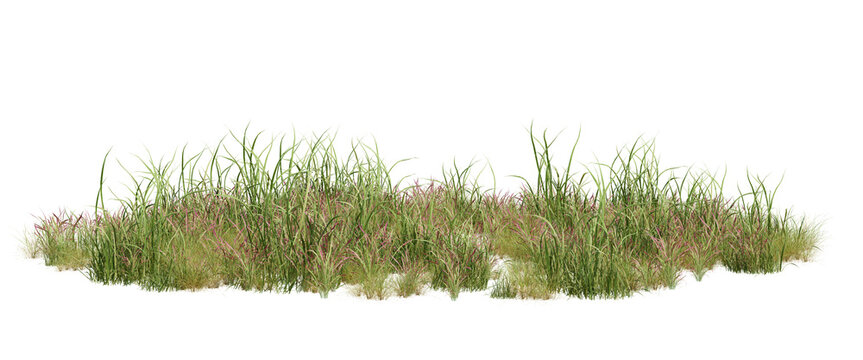 3d render field grass with small pink flowers and green leaves on a transparent background, fresh nature element.