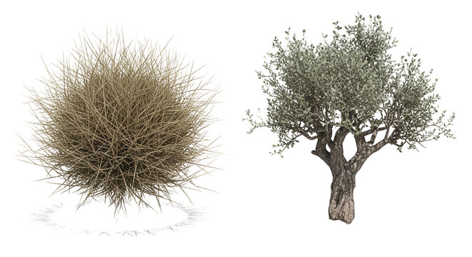 Set of Salsola tragus and Haloxylon ammodendron frontal isolated png in sunny daylight on a transparent background perfectly cutout