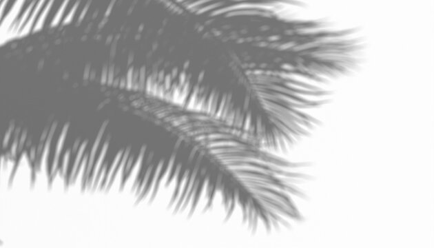 Shadow overlay of palm tree fronds casting a subtle, natural pattern on a transparent background, ideal for summer or tropical themes