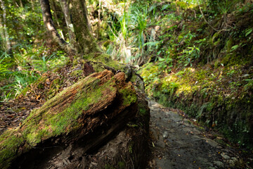 Fototapeta premium moss covered rocks