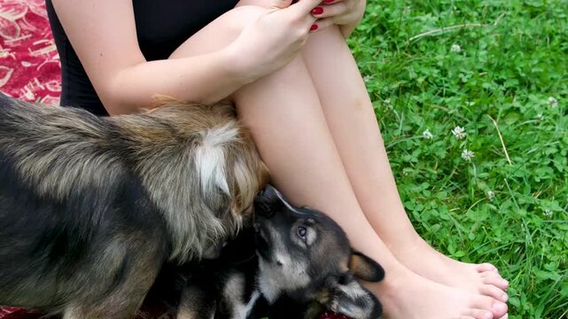 Teen girl sitting on red mat with mother dog and puppy playing nearby trusting yet careful playful interaction outdoors