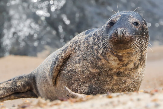 Grey Seal On Horsey Beach - _MG_5635