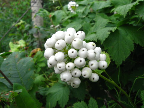 Shiny White Berries Of The Lethal Red Baneberry