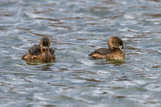 Pair of pied-billed grebes swimming in a lake.