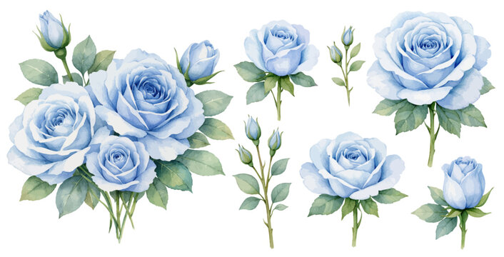 Watercolor blue rose flower collection illustration, botanical roses and buds isolated on white background.