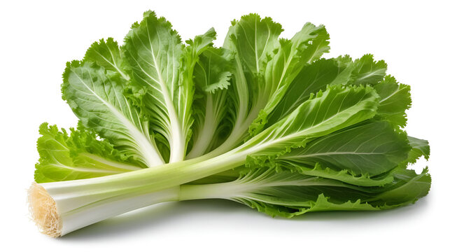 Fresh green leaves of endive frisee chicory salad isolated on white background with clipping path and full depth of field