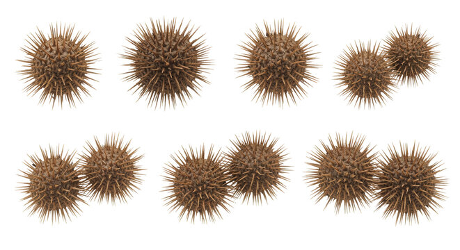 Set of dry Xanthium strumarium (rough cocklebur, Noogoora burr, common cocklebur) isolated frontal png on a transparent background perfectly cutout