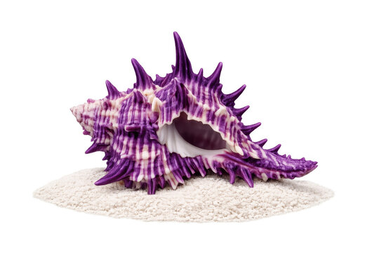 Spiked purple murex seashell resting on white sand