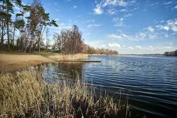 Reeds on the shore of a lake and a mixed forest in spring © GKor