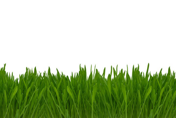 Obraz premium Lush green grass with vibrant blades growing densely along the bottom edge of a clean white background, ideal for nature-themed designs and layouts