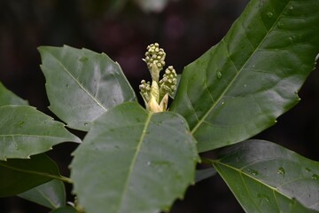 Fototapeta premium Japanese aukuba (Aucuba japonica). Aucubaceae evergreen shrub. It is dioecious, blooming with reddish-brown, four-petaled flowers in spring, and its fruit turns red and ripens in autumn.
