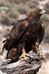Obraz premium red tailed hawk eagle nature