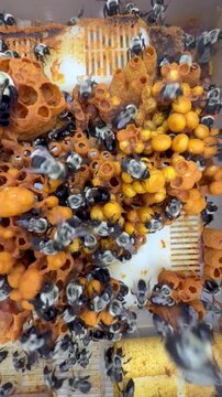 Nest of the buff-tailed bumblebee, captured in TCU, Fort Worth, Texas, USA.