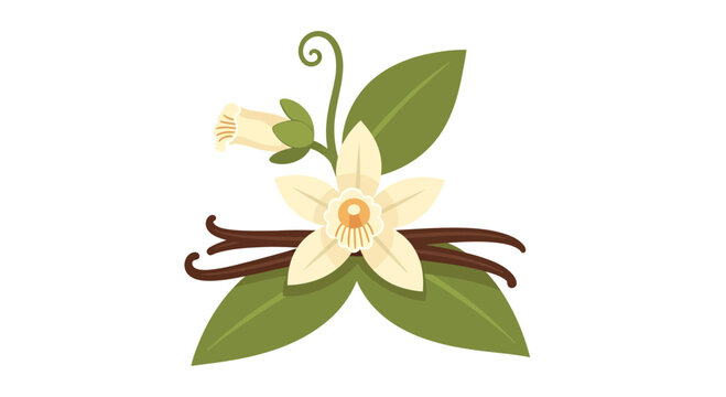 Vanilla flower illustration, vector style graphic, for culinary and natural product design.