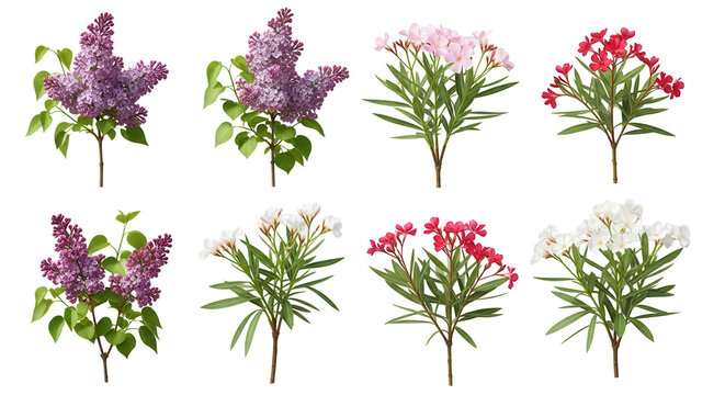 Set of Syringa vulgaris and Nerium oleander frontal street png in sunny daylight on a transparent background perfectly cutout