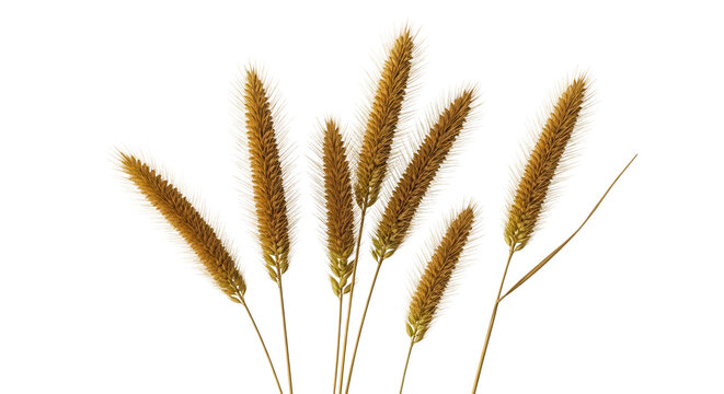 Set of dry Setaria viridis (green foxtail, green bristlegrass and wild foxtail millet) isolated frontal png on a transparent background perfectly cutout