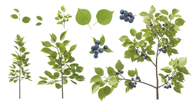 Set of Nyssa biflora (commonly referred to as the swamp tupelo, or swamp black gum) isolated png in sunny daylight on a transparent background perfectly cutout