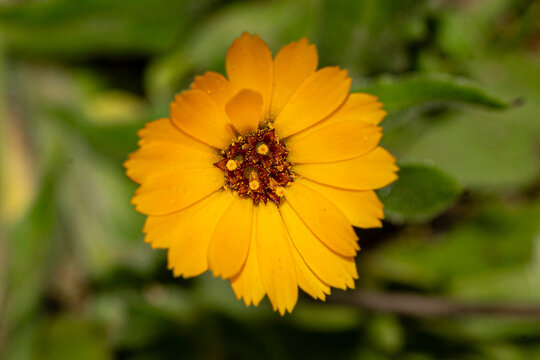 fleur