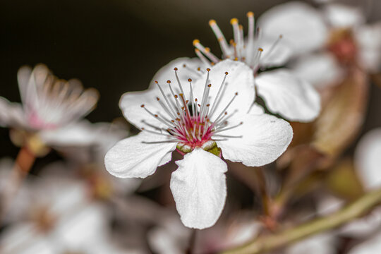 fleur
