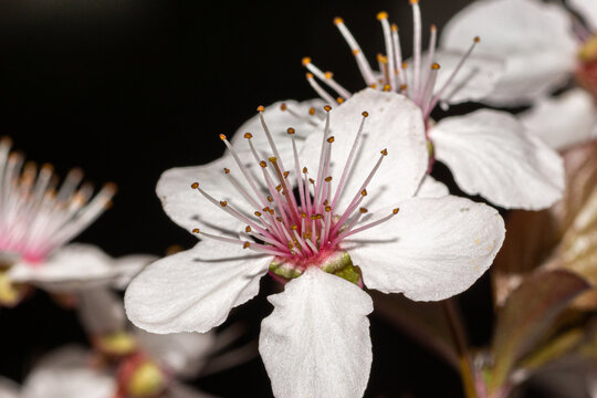 fleur