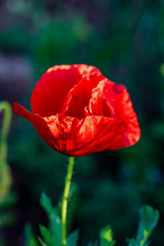 fleur