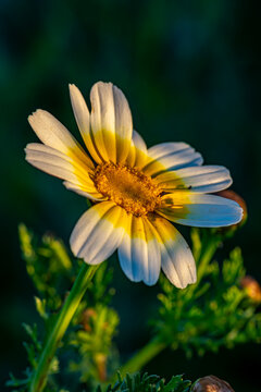 fleur