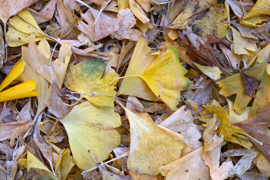 Dried Ginkgo leaves on the ground