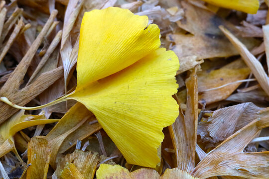 Dried Ginkgo leaves on the ground