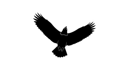 Obraz premium black silhouette of eagle in flight