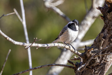 Obraz premium Carolina Chickadee