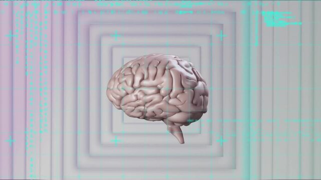 Animation of spinning human brain model and data processing against white concentric squares