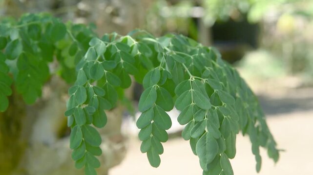Close-up video of moringa leaves (Moringa oleifera) hanging from a branch with a smooth blurred background. The footage highlights natural textures, rich green tones, and gentle organic movement.