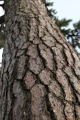 Obraz premium Close-up texture of rough pine tree bark with natural brown patterns.