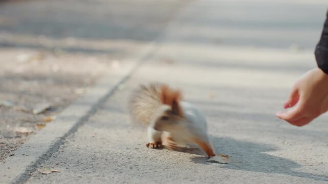 Urban squirrel on pavement approaches human hand offering food, curious rodent pauses on sidewalk with bushy tail raised, closeup interaction capturing trust and cautious snatcher instincts, daylight