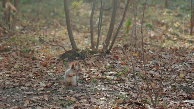 Shy squirrel in leafy woodland watches surroundings near shrub base, tail flicking with alert gaze, tentative snatcher movements among fallen leaves, serene autumn atmosphere with muted light, natural
