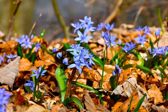 Closeup of a blue two-leaf squill (Scilla bifolia) flowers in selective focus