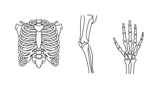 Human skeleton body parts illustrations.