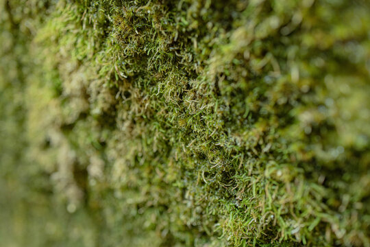 green moss on the rock
