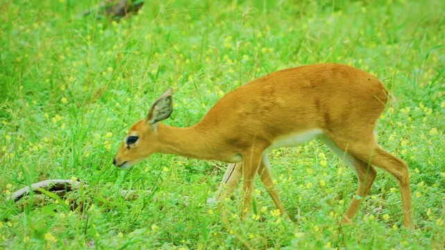 Close up of a Steenbok (Raphicerus campestris) grazing grass in Serengeti national park of tanzania.