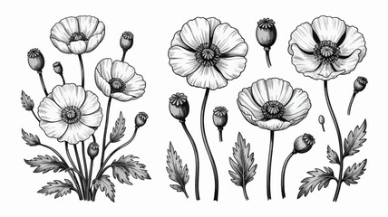A detailed monochrome illustration showcases several poppy flowers in various stages of bloom alongside delicate stems and leaves high quality professional modern elegant stylish clean crisp © Raian