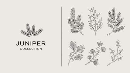 A minimalist design showcases several sprigs of juniper elegantly arranged with delicate line art and a subtle neutral background high quality professional detailed modern elegant stylish © Raian