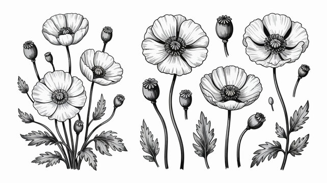 A detailed monochrome illustration showcases several poppy flowers in various stages of bloom alongside delicate stems and leaves high quality professional modern elegant stylish clean crisp