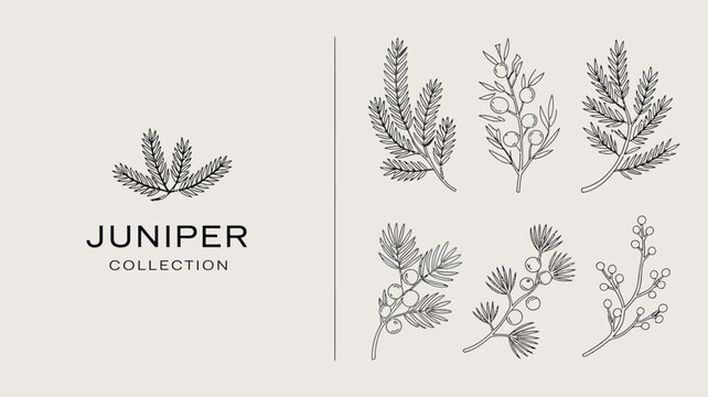 A minimalist design showcases several sprigs of juniper elegantly arranged with delicate line art and a subtle neutral background high quality professional detailed modern elegant stylish
