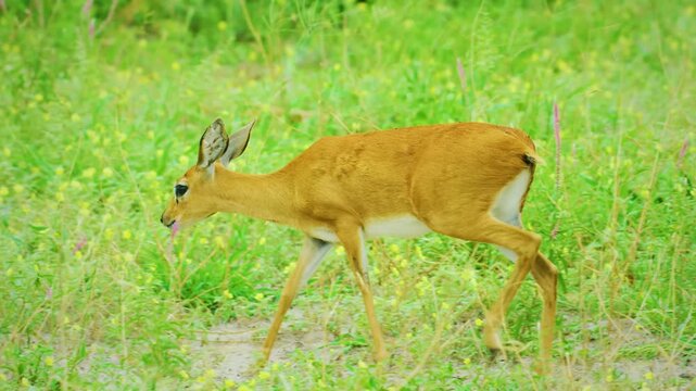 Close up of a Steenbok (Raphicerus campestris) grazing grass in kruger national park of tanzania.