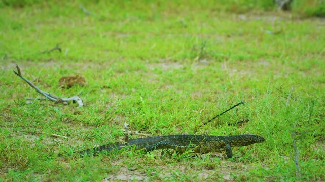 Striking skin pattern of a Nile monitor (Varanus niloticus) lizard in Serengeti national park of tanzania.