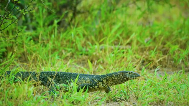 Close up of a Nile monitor (Varanus niloticus) lizard in the savannah of Botswana South Africa.