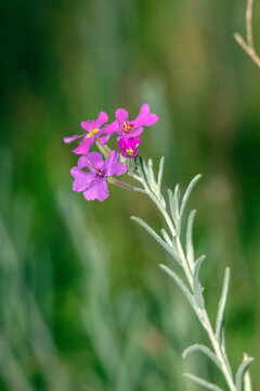 Una flor silvestre para alegrar la vista "Malcolmia littorea"