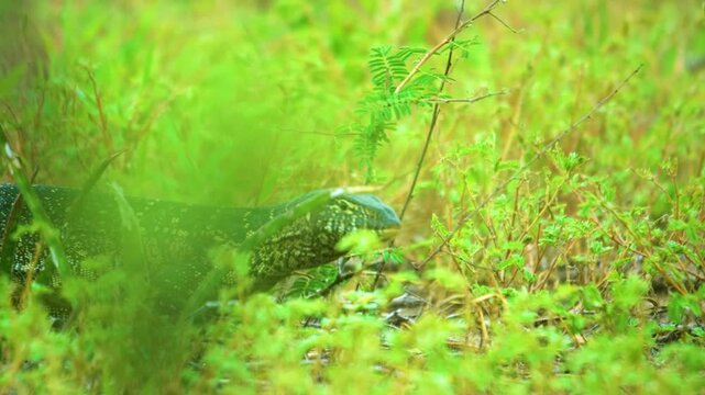 Nile monitor (Varanus niloticus) lizard in grass, Kruger national park of tanzania. 