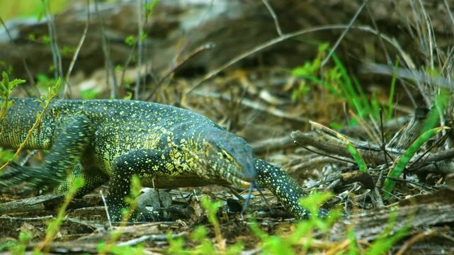 Nile monitor (Varanus niloticus) lizard in grass, Kalahari Game Reserve of Botswana of southern Africa. 